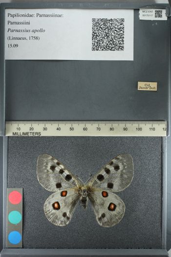 Media type: image;   Entomology 175117